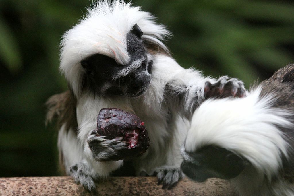 Cotton Top Tamarins