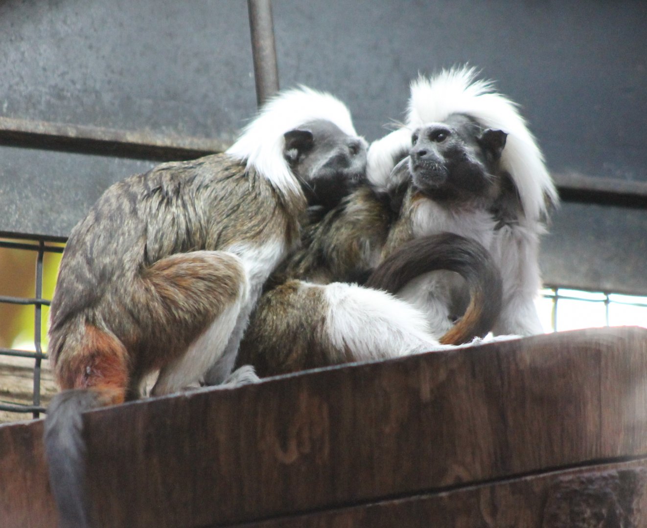Cotton-top tamarins