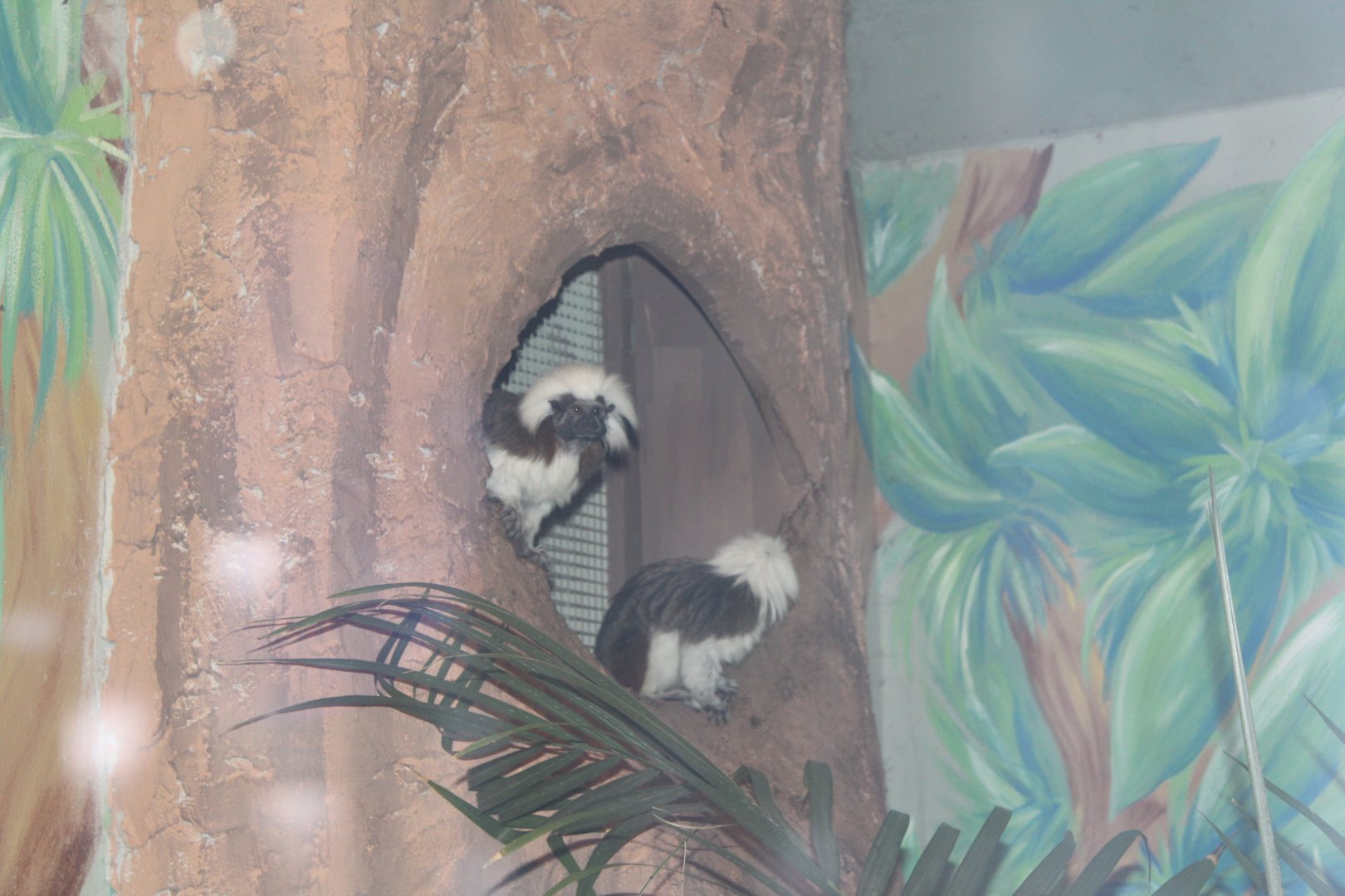 Cotton-Top Tamarins