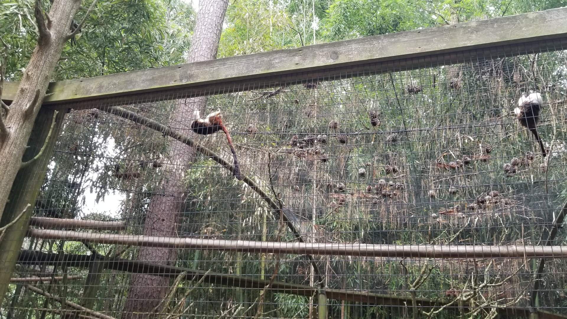 Cotton-top tamarins