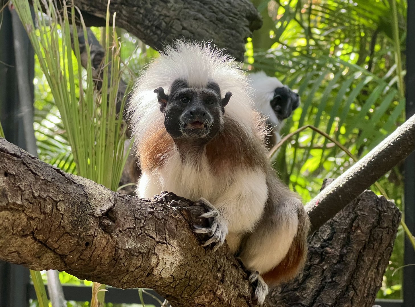 Cotton-top Tamarins