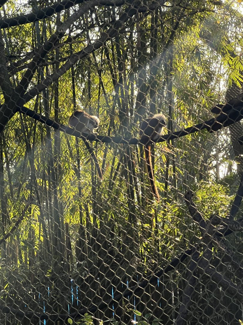 Cotton-Top Tamarins