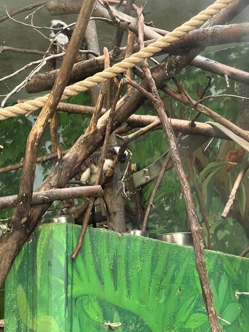 Cotton-Top Tamarins