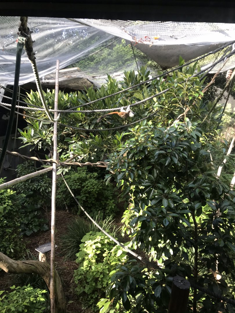 Cotton Top Tamiran enclosure