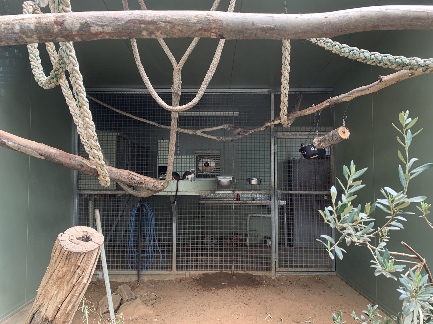 Cotton-top Taramin Exhibit