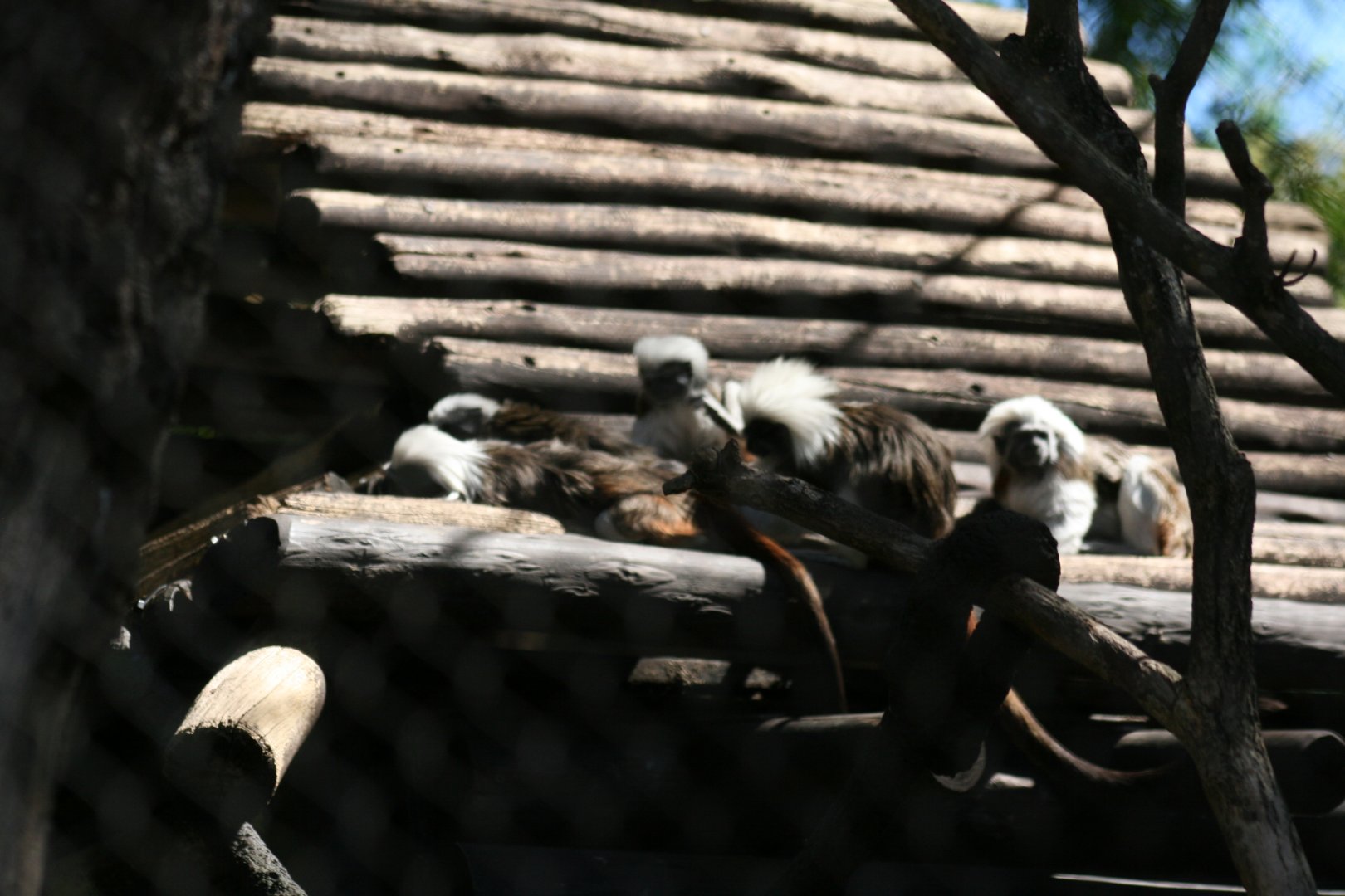 Cotton Toped Tamarin