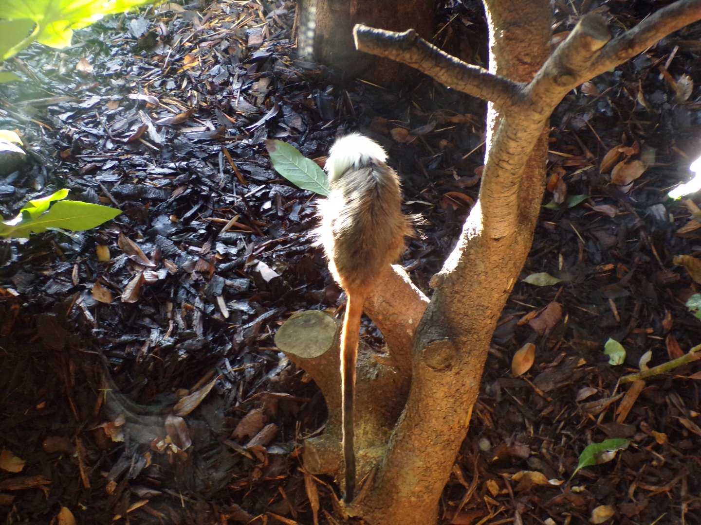 Cotton topped tamarin 1.1.24