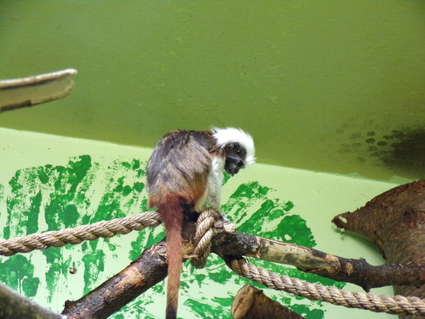Cotton topped tamarin 17.7.23