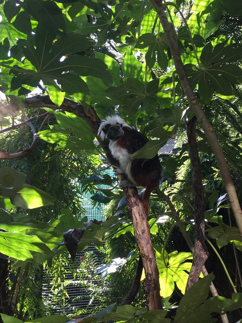 Cotton topped tamarin (2019)