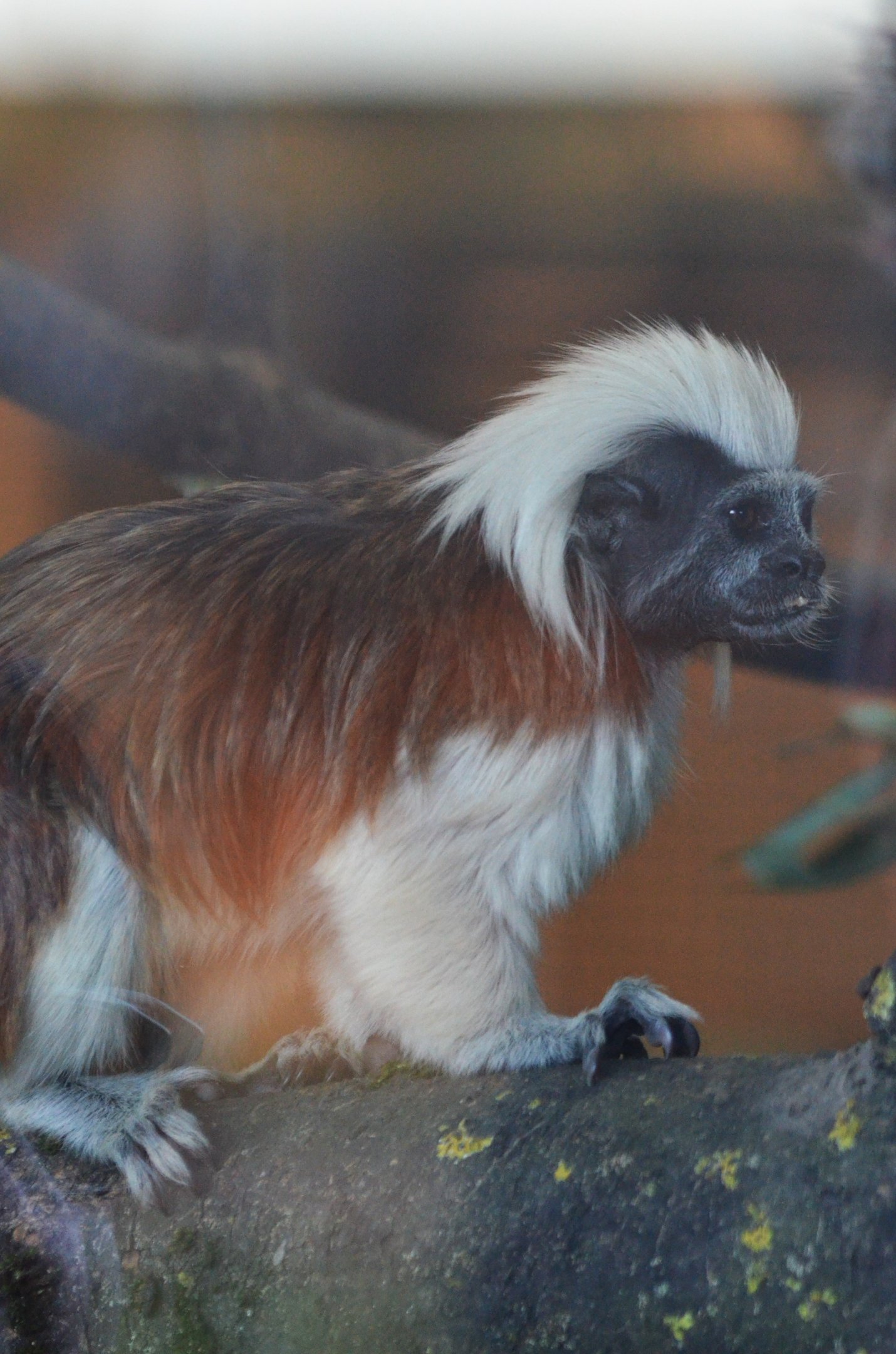 Cotton-topped Tamarin at Yorkshire WP, 18/01/20