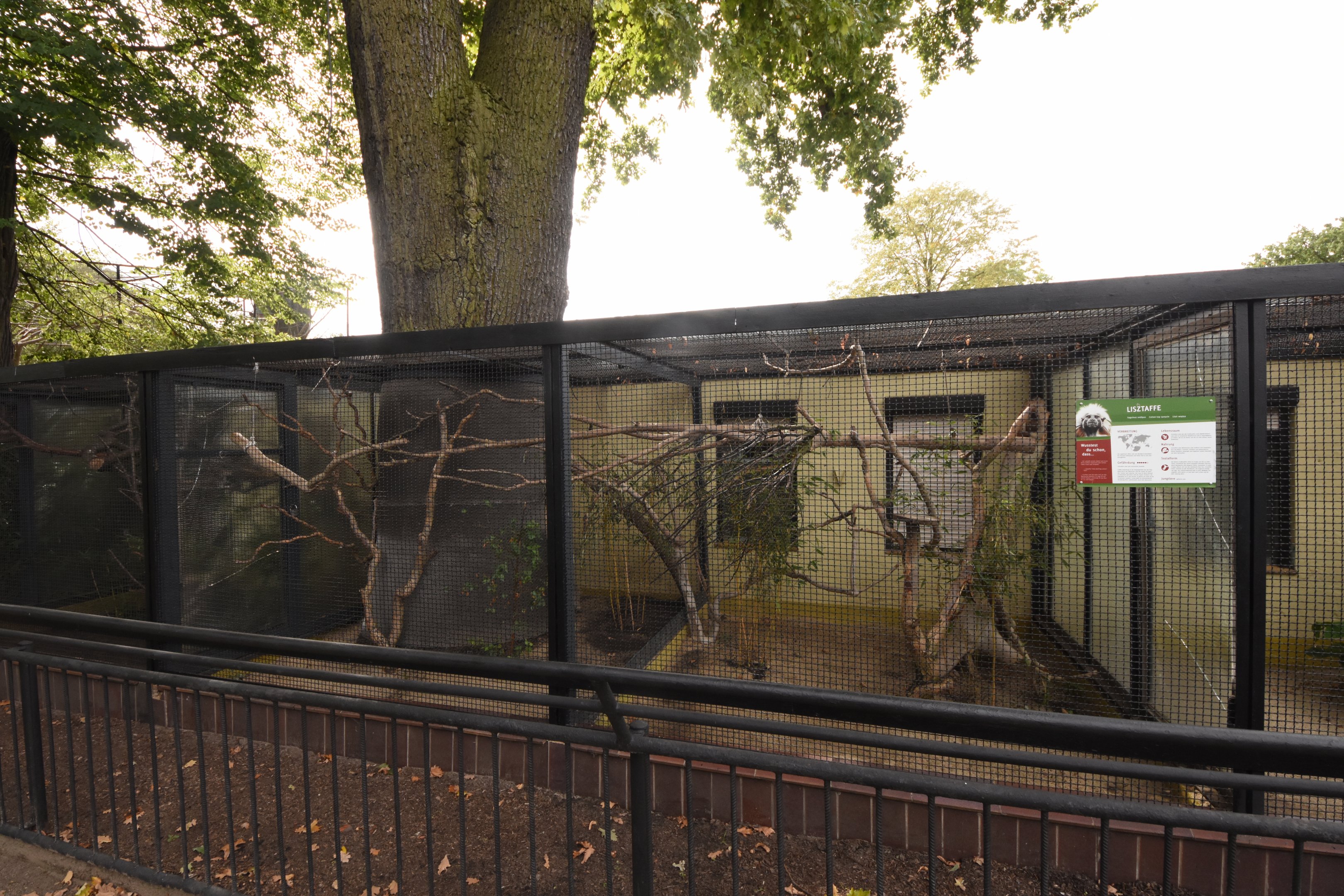 Cotton-topped tamarin cage
