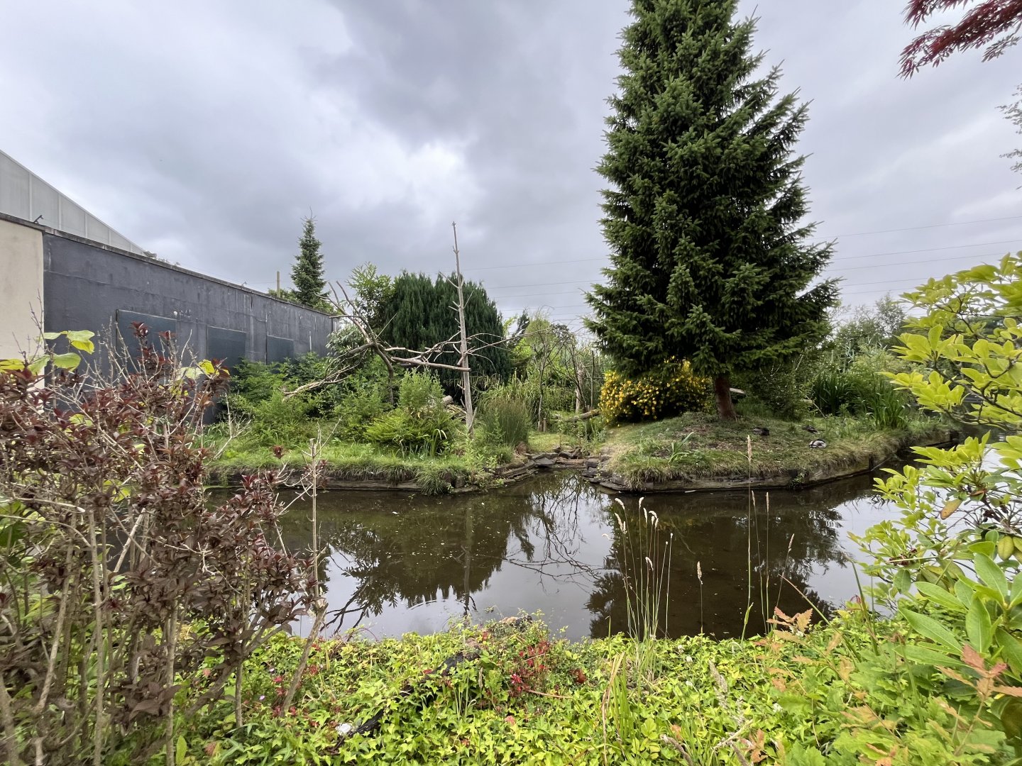 Cotton-topped tamarin enclosure 29.6.24