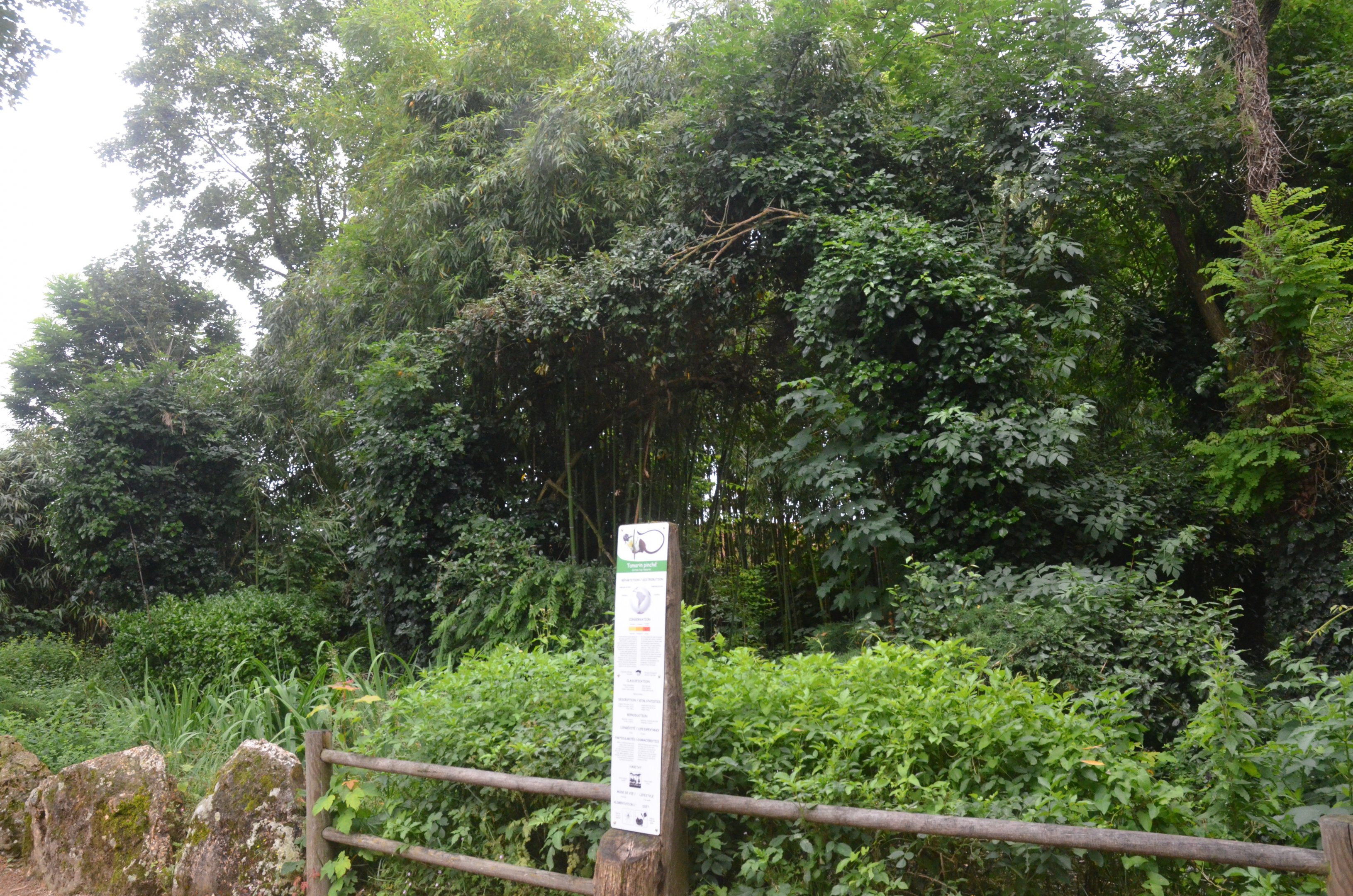 Cotton-topped Tamarin Enclosure at Doué-la-Fontaine, 15/06/18