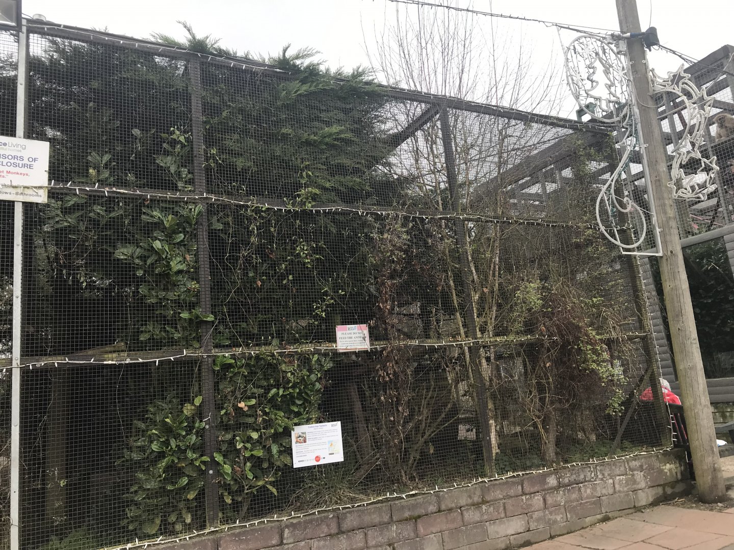 Cotton topped tamarin enclosure