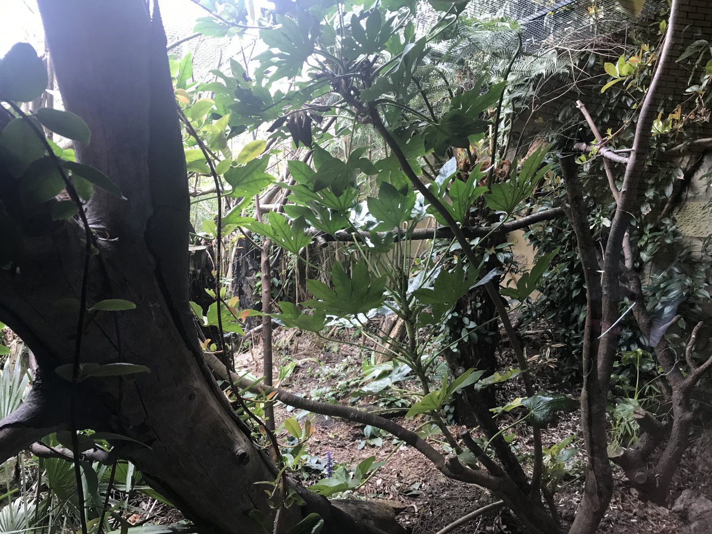 Cotton topped tamarin enclosure