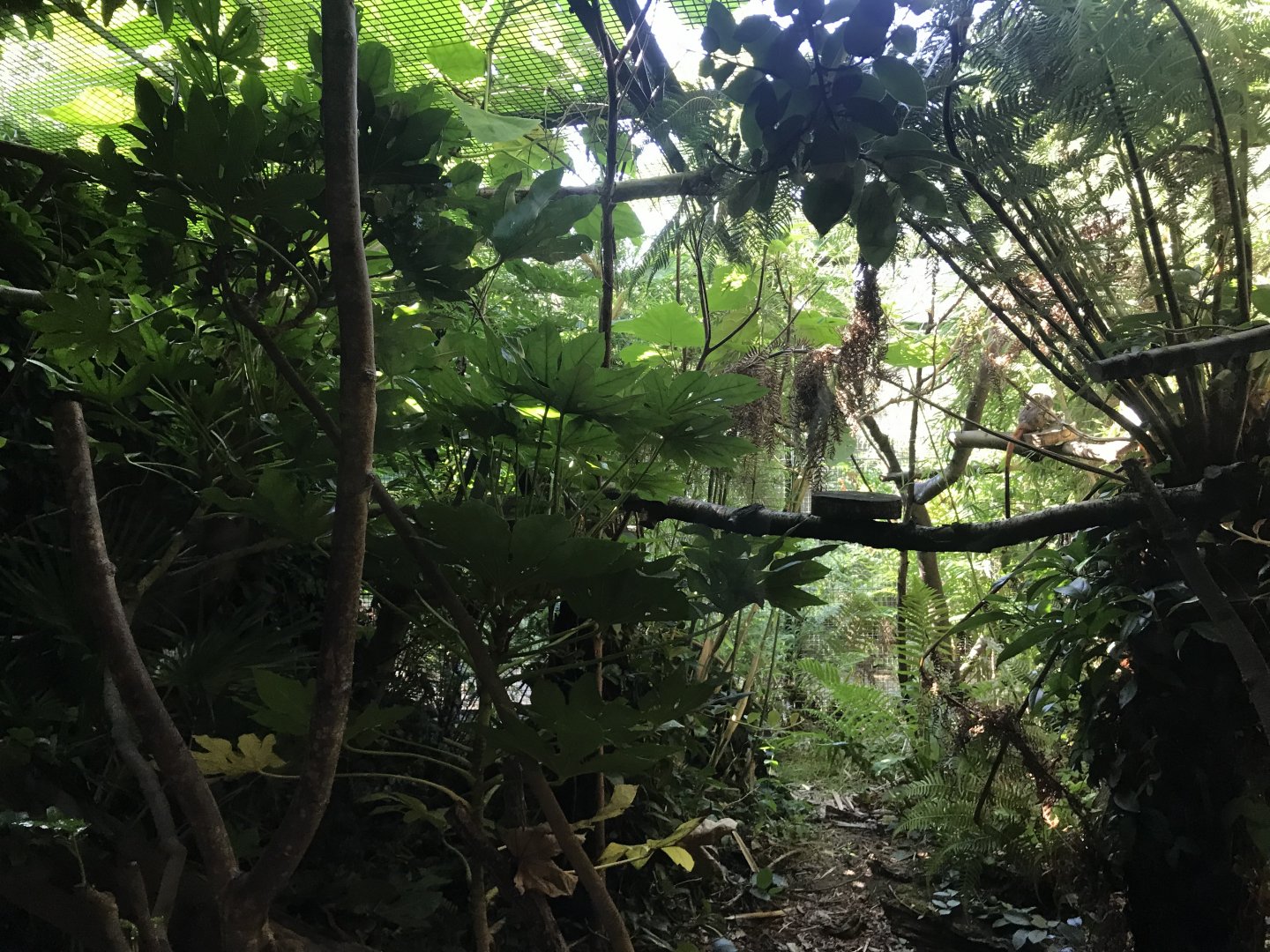 Cotton topped tamarin enclosure