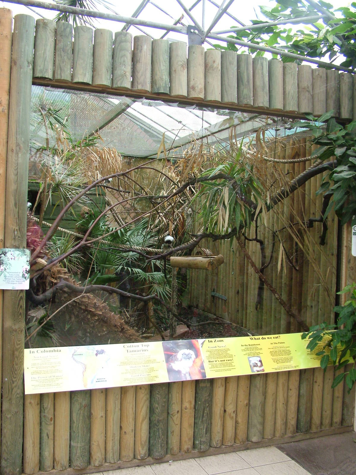 Cotton-topped Tamarin Exhibit at the Palms: Final Visit, 08/08/10