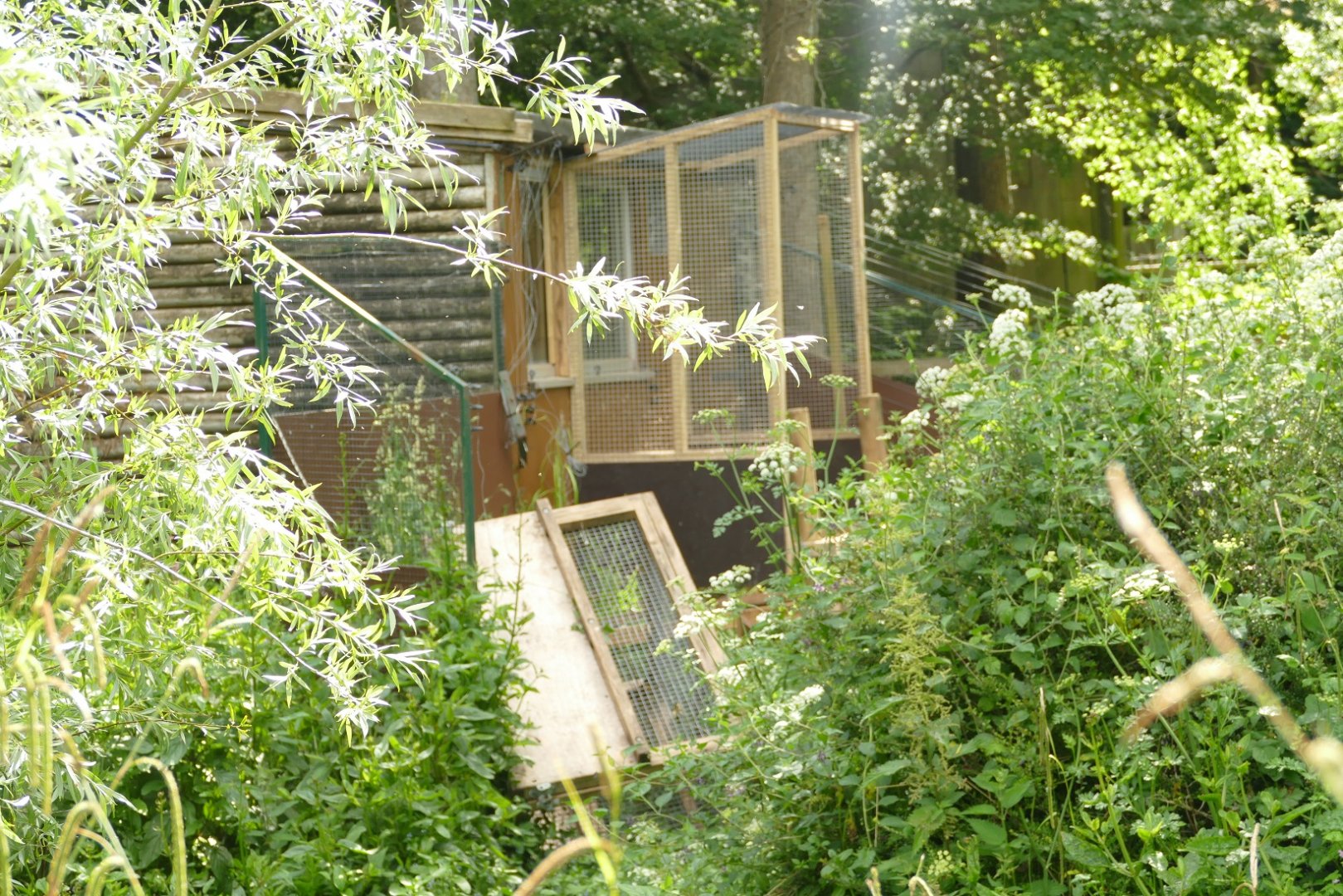 Cotton topped tamarin exhibit, June 2021