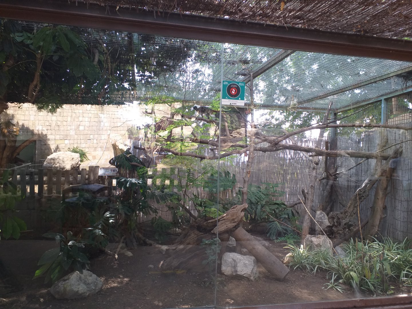 Cotton-topped tamarin exhibit -TerraNatura Benidorm (2021)