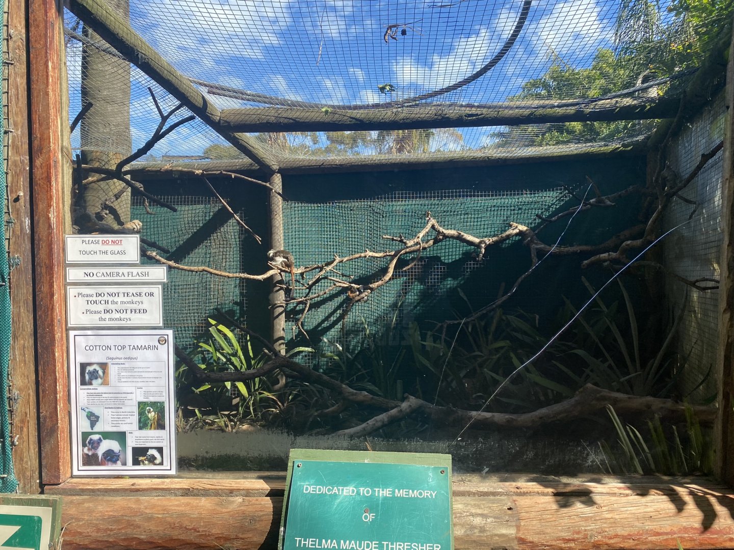Cotton-Topped Tamarin Exhibit