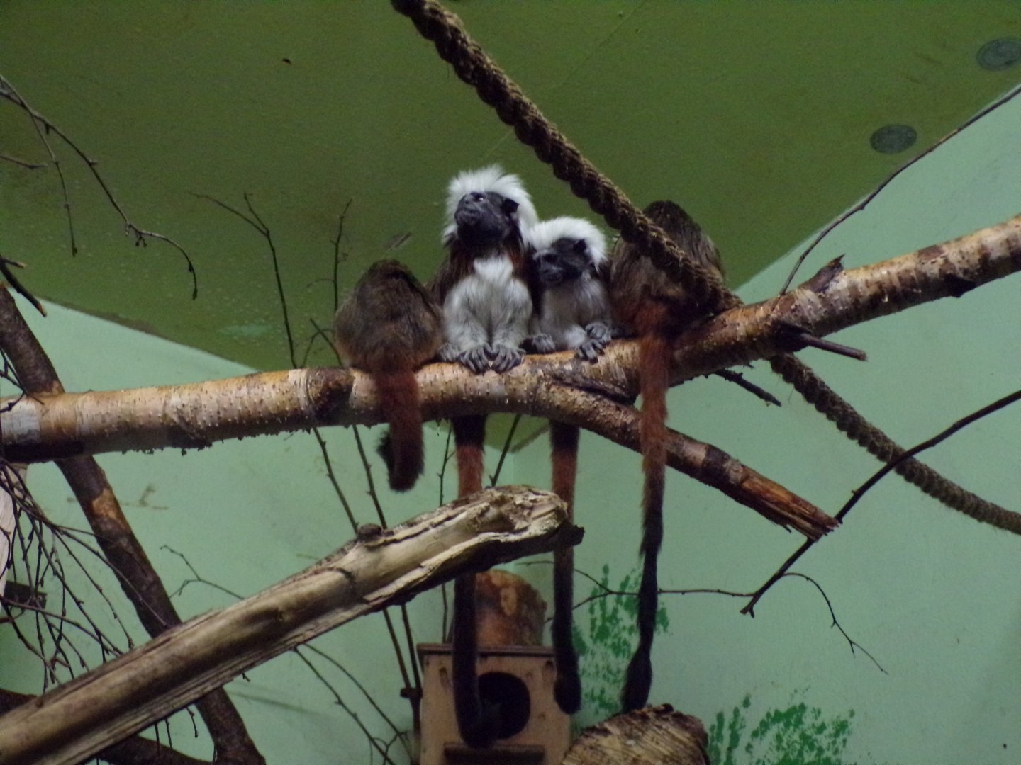Cotton-topped tamarin family 27.12.24