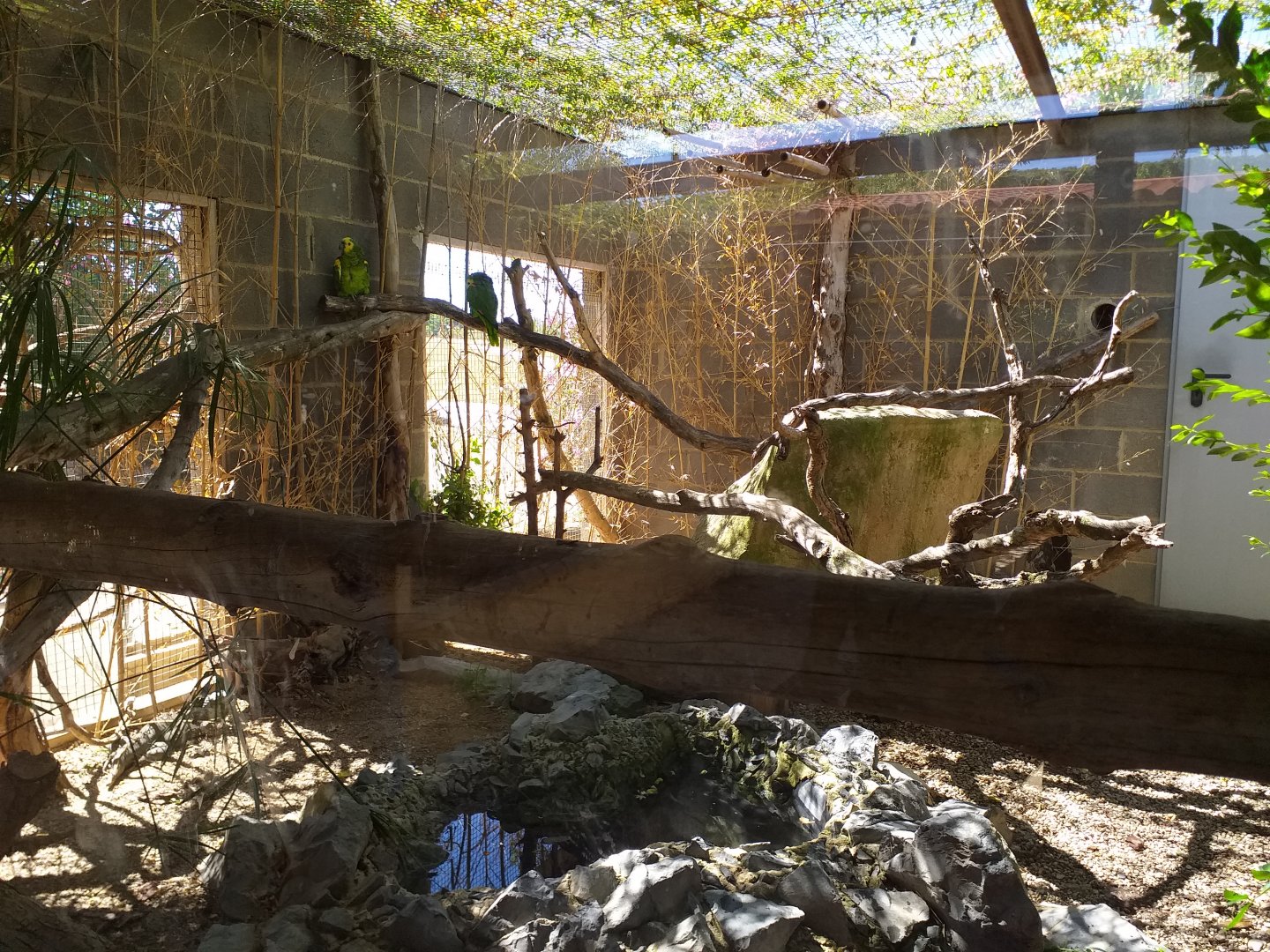 Cotton-topped tamarin, Giant wood rail, Common green iguana and Yellow-shouldered amazon exhibit -Sendaviva (2020)