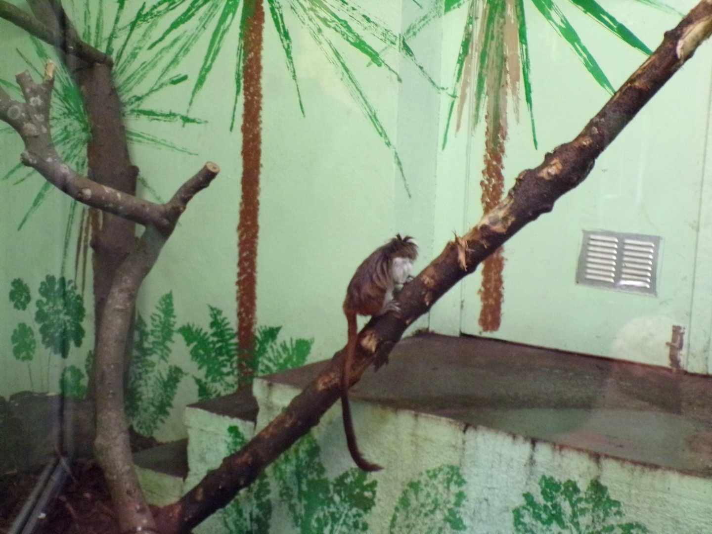Cotton topped tamarin in enclosure 17.7.23