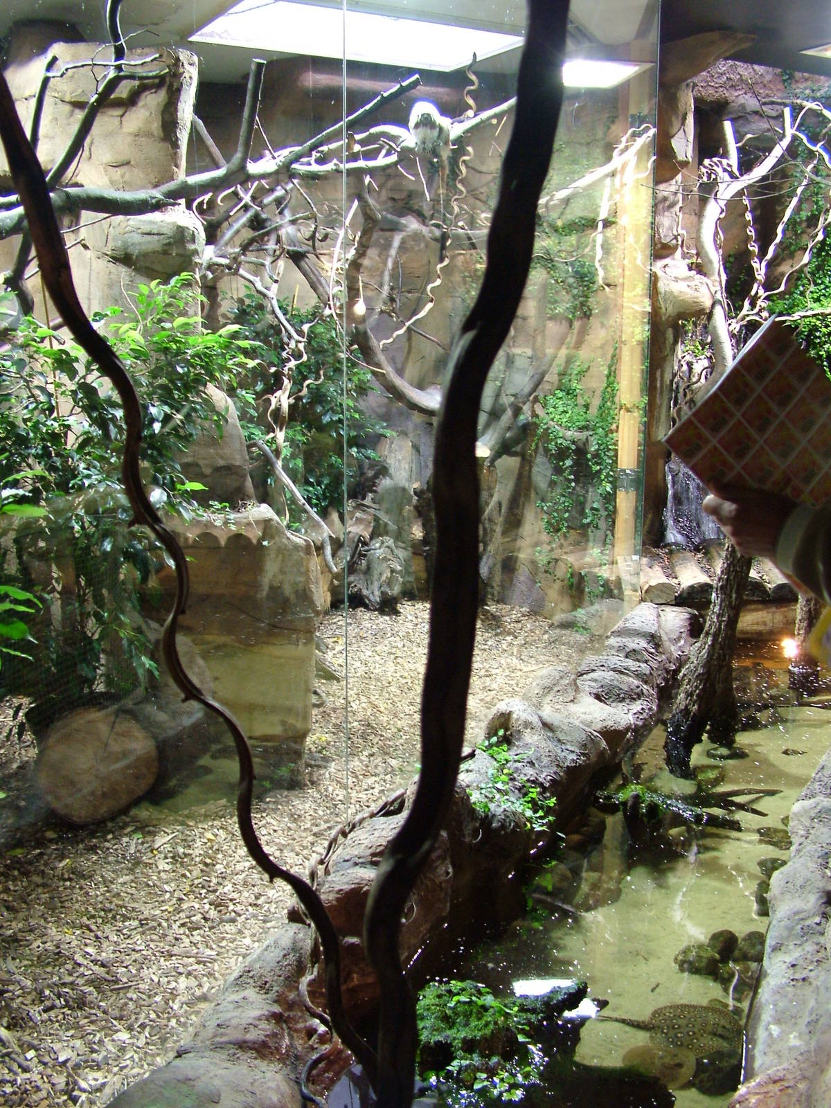 Cotton-topped Tamarin indoor exhibit at Ostrava, 29/05/10