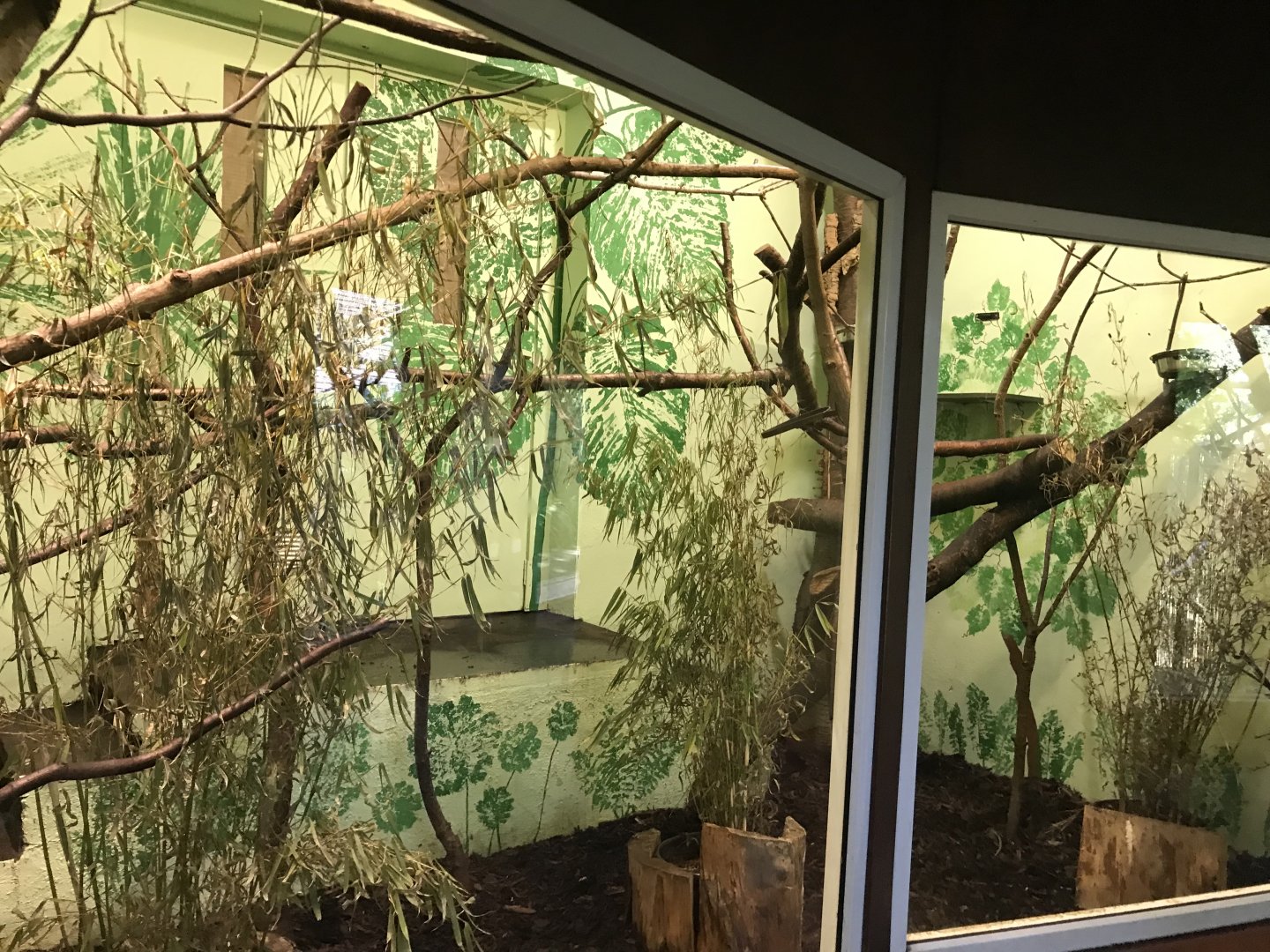 Cotton topped tamarin indoors