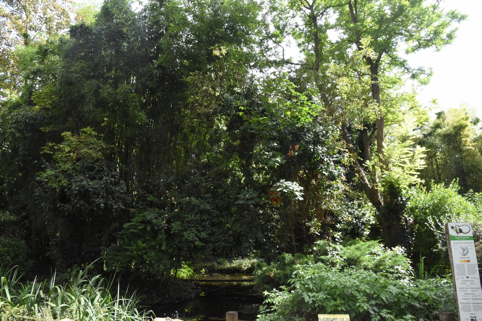 Cotton-topped Tamarin island