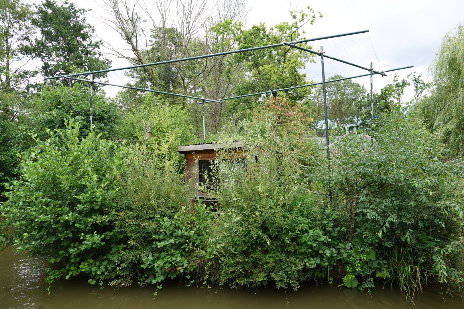 Cotton-topped tamarin island