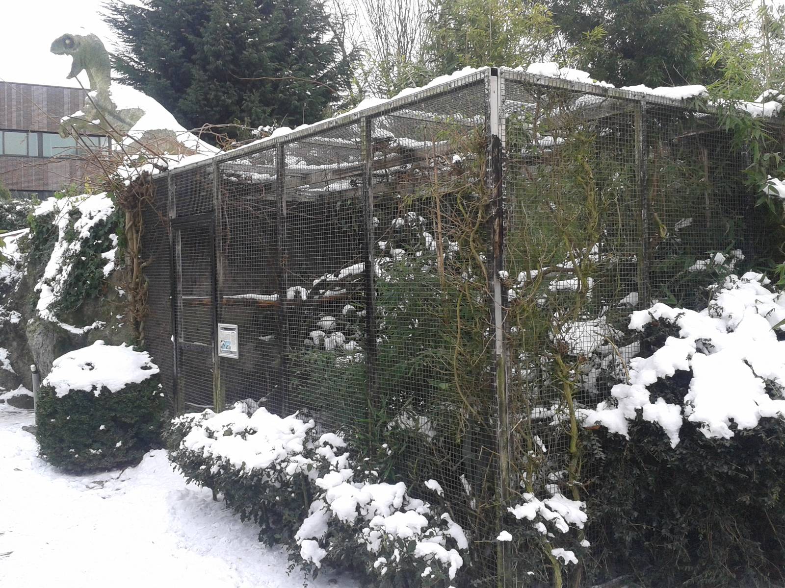 Cotton-topped tamarin outside enclosure