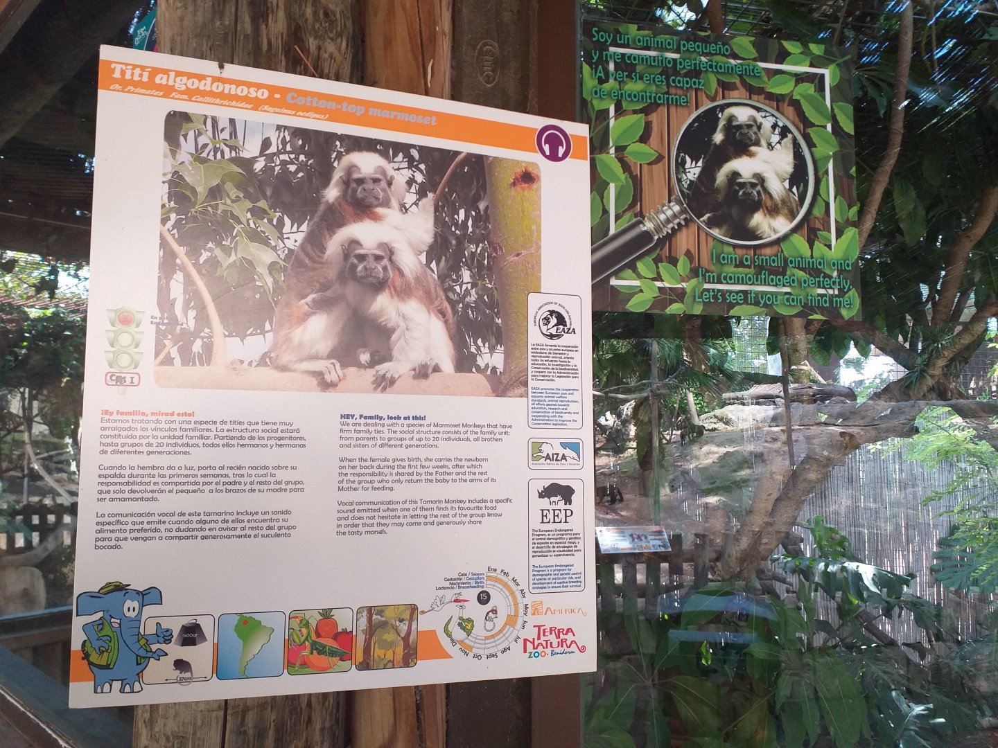 Cotton-topped tamarin sign -TerraNatura Benidorm (2021)