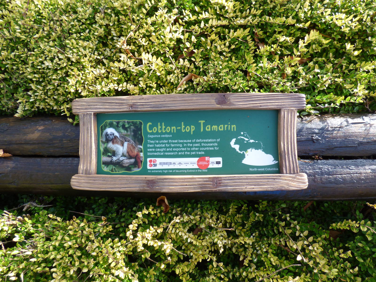 Cotton Topped Tamarin Signage