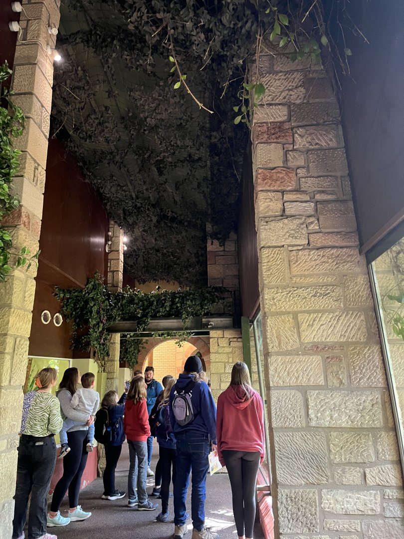 Cotton-topped tamarin using overhead tunnel over visitors 8.6.24