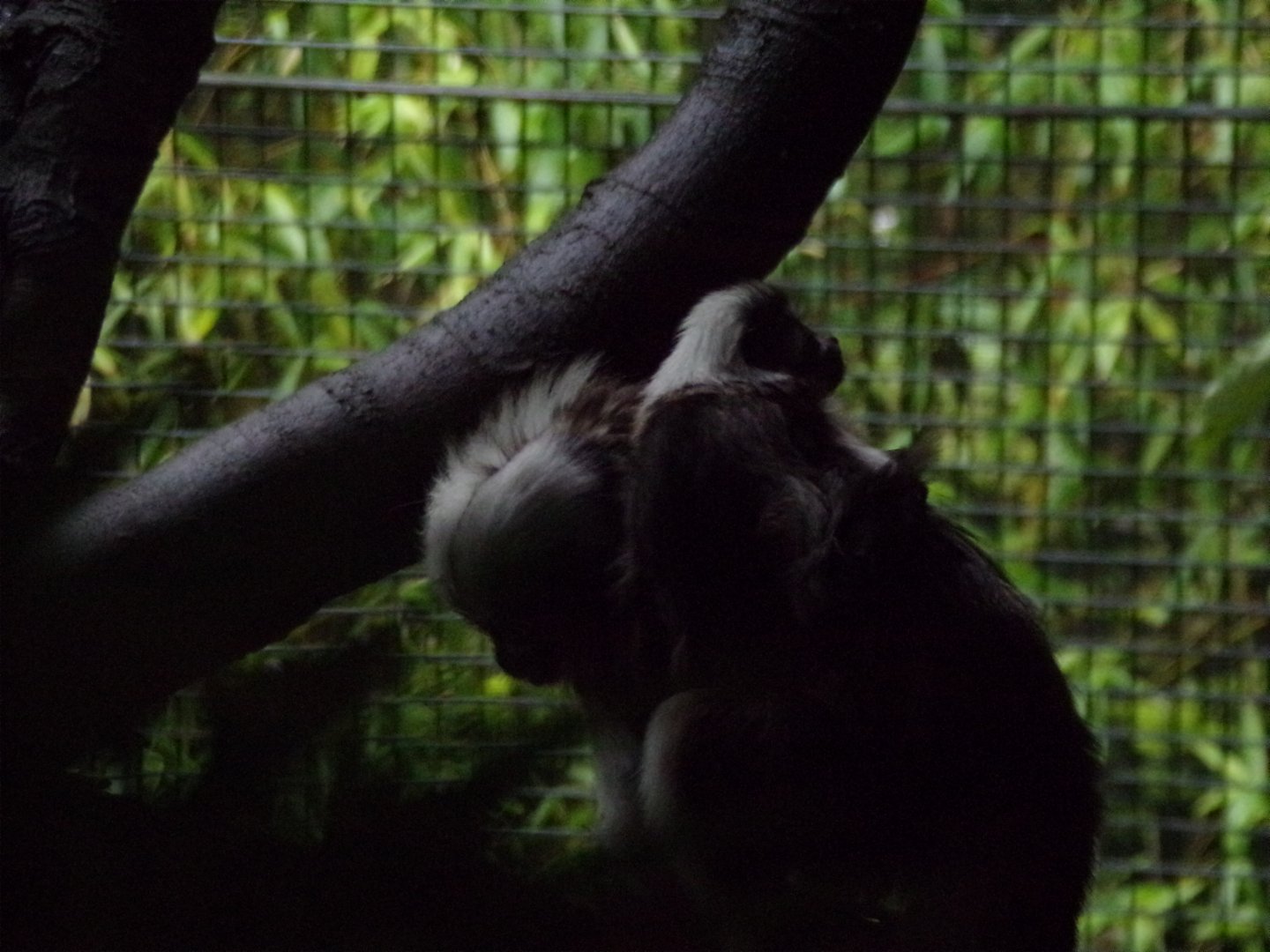 Cotton topped tamarin with young  16.7.24