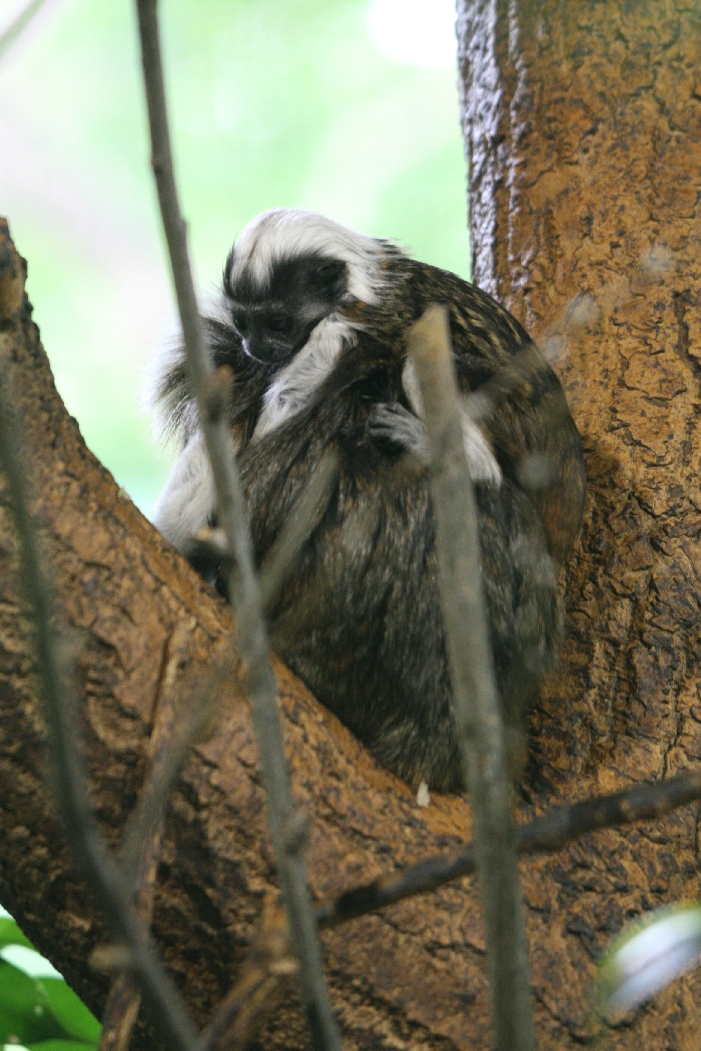 Cotton-Topped Tamarin with Young