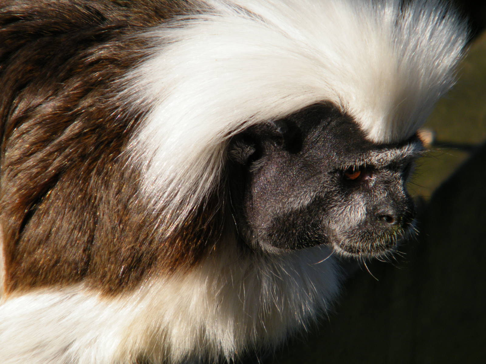 Cotton topped Tamarin