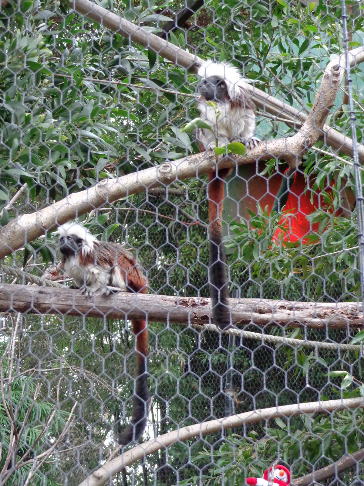 Cotton Topped Tamarin