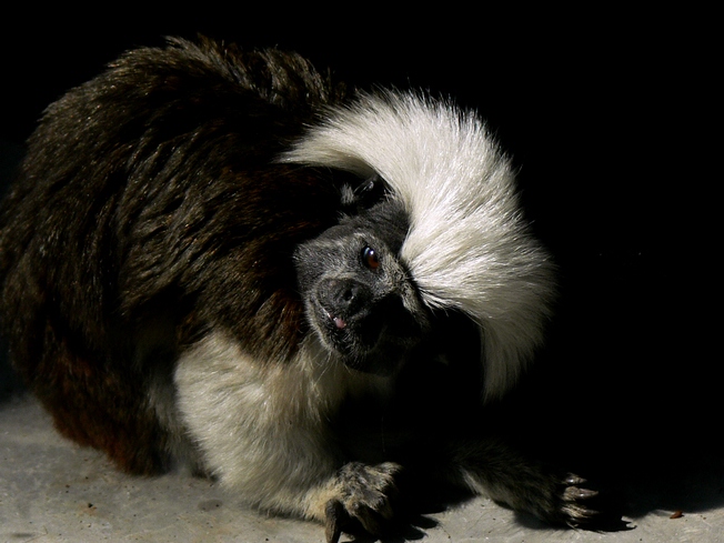 Cotton-topped tamarin