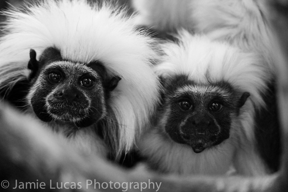 Cotton-Topped Tamarin