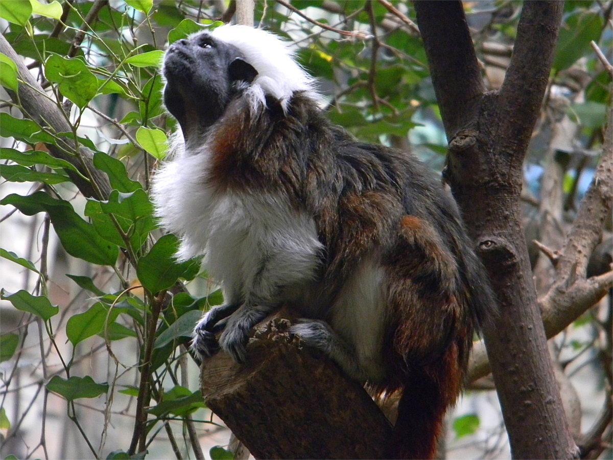 Cotton-topped tamarin