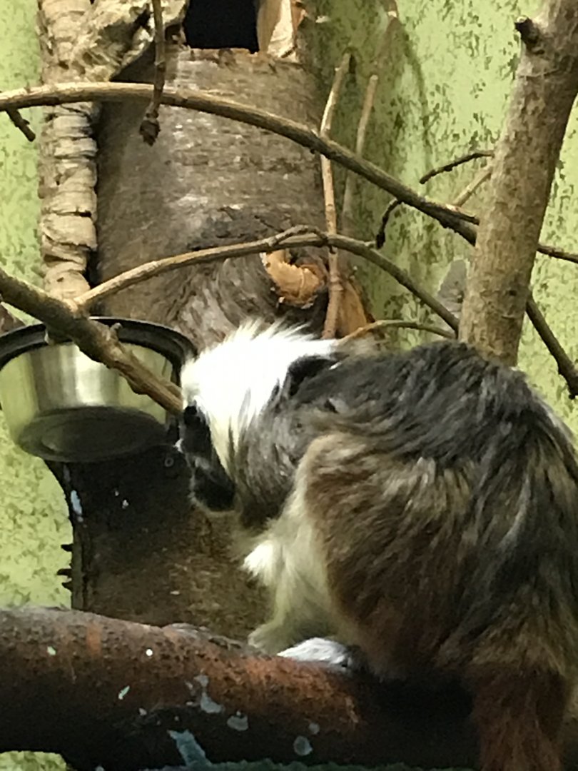 Cotton topped tamarin