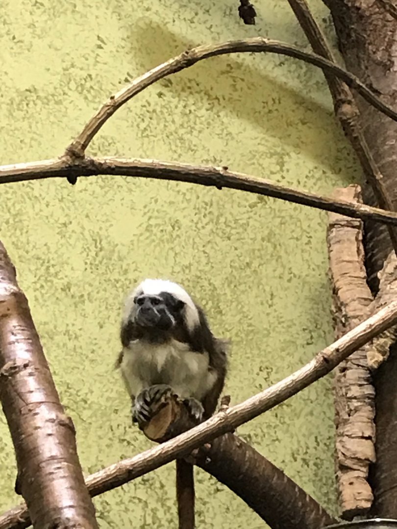 Cotton topped tamarin