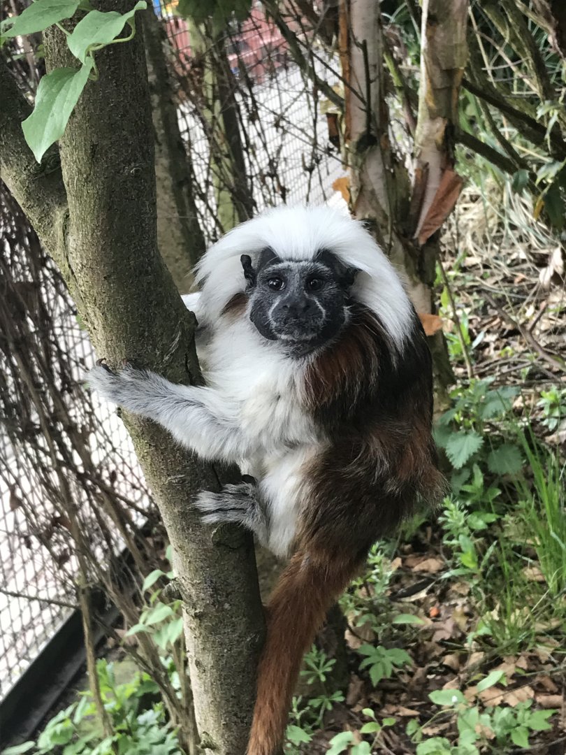 Cotton topped tamarin