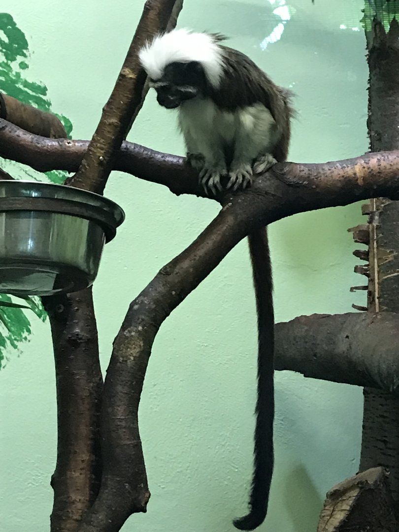 Cotton-topped tamarin