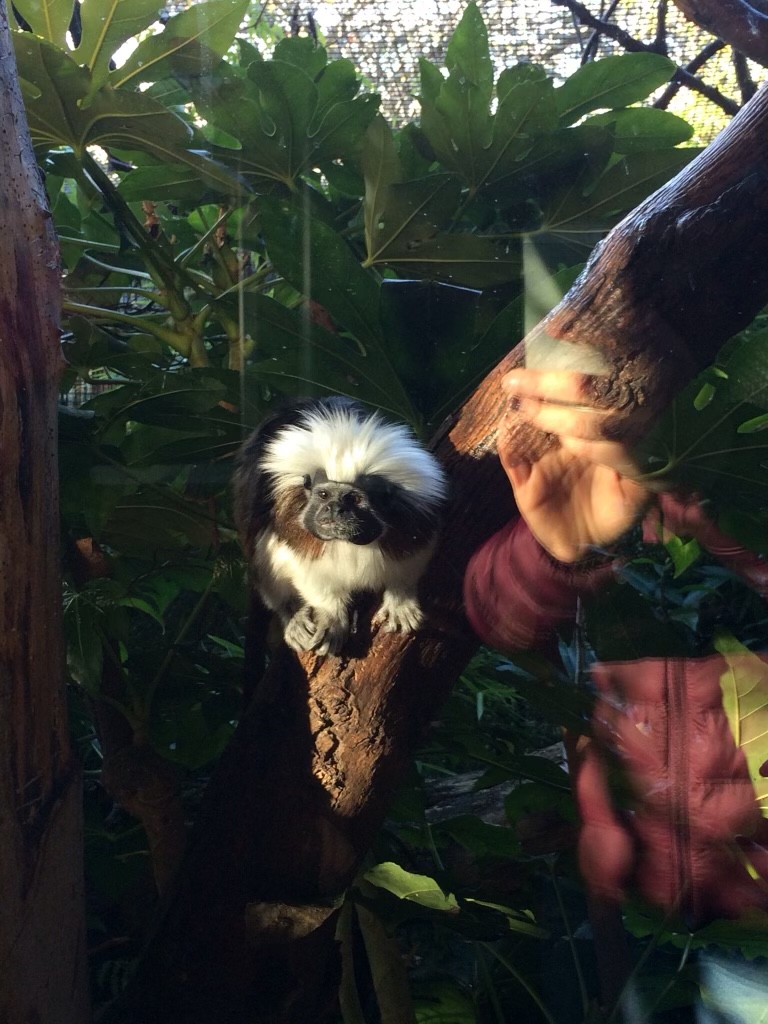 Cotton-topped tamarin