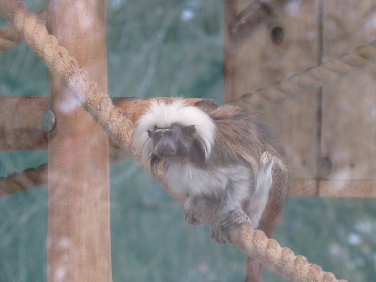 Cotton-Topped Tamarin