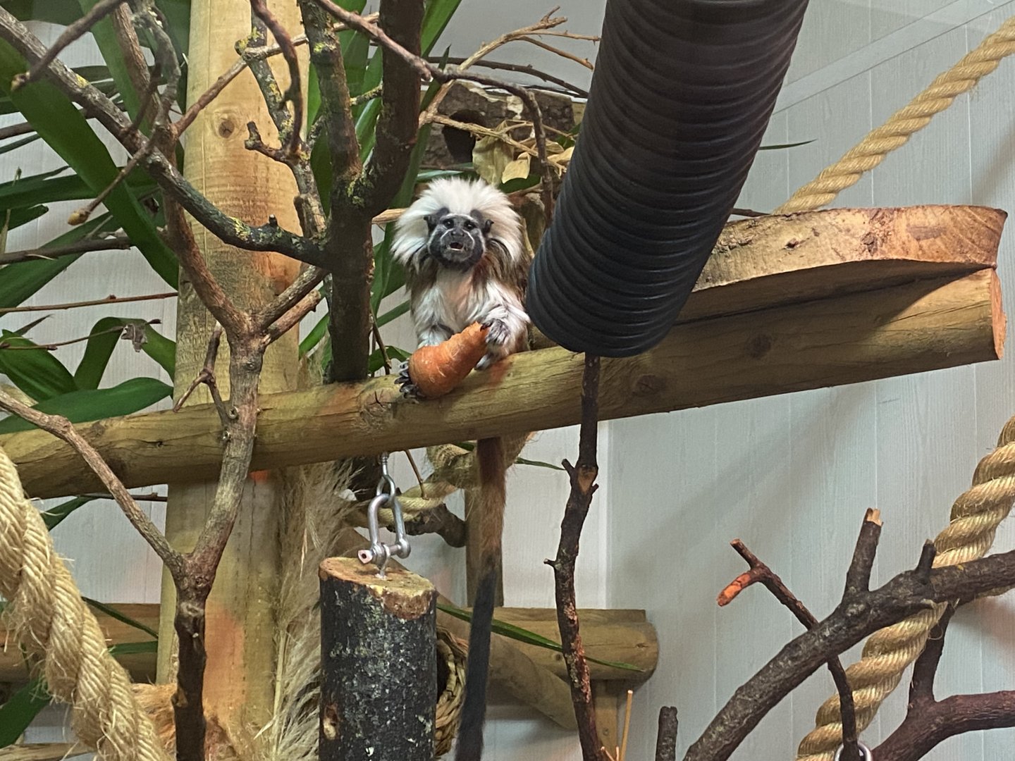 Cotton topped tamarin