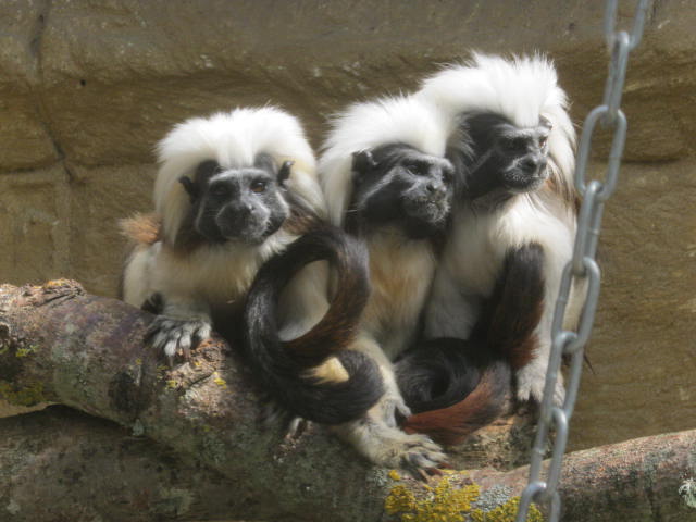 Cotton-topped tamarins 2016.